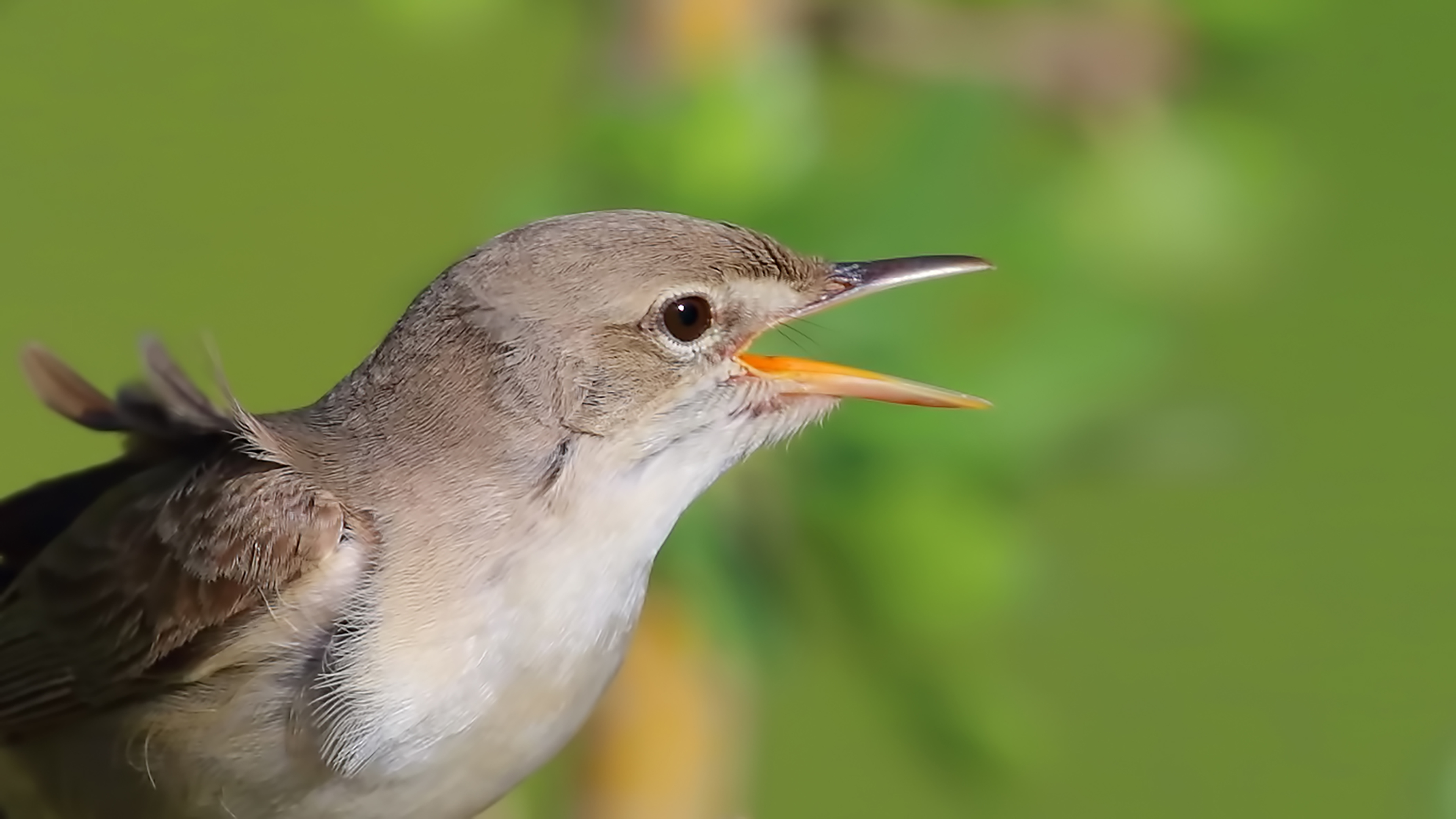 Upcher's Warbler